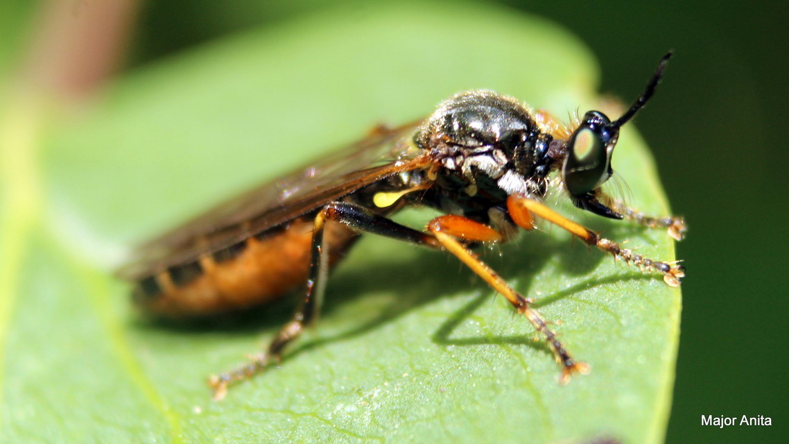 Dioctria rufipes