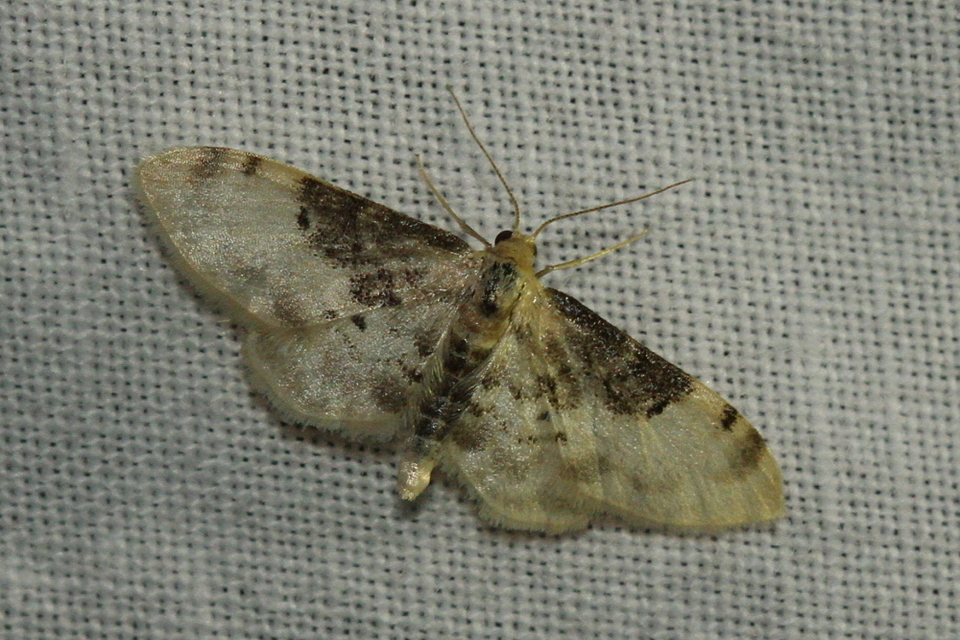 Idaea filicata - sötéttövű apróaraszoló