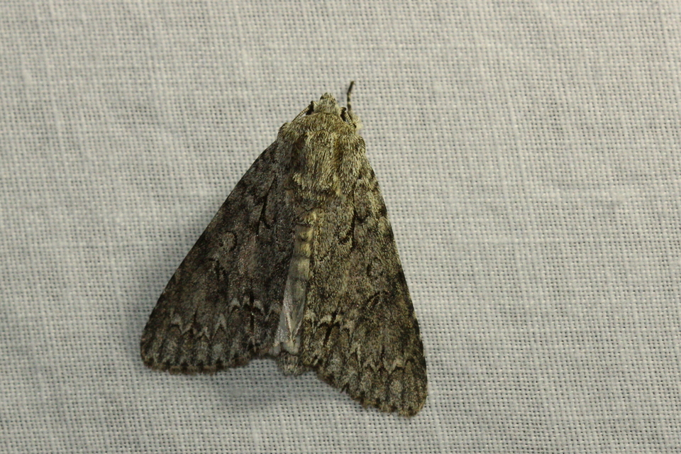 Acronicta aceris - vadgesztenye-szigonyosbagoly