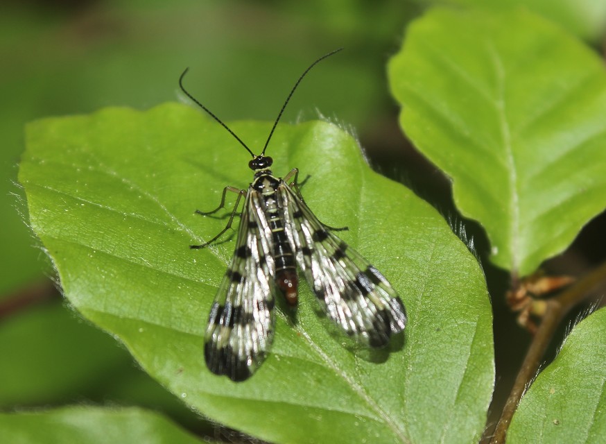 Panorpa vulgaris