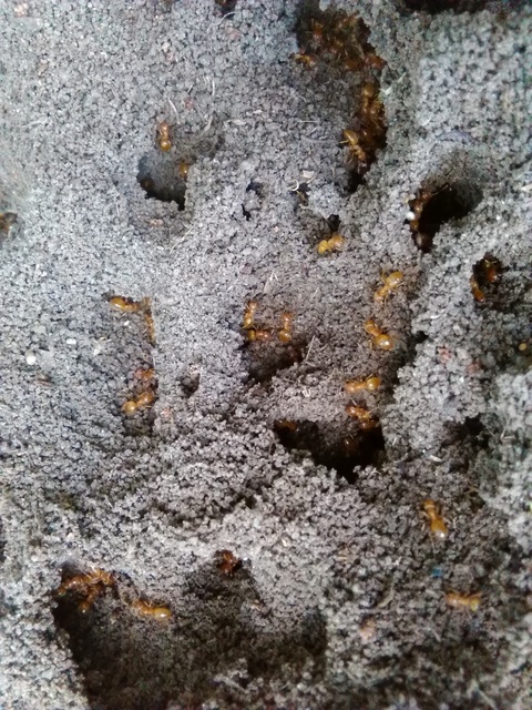 Lasius