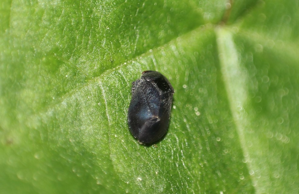 Penthimia nigra - fekete kabóca