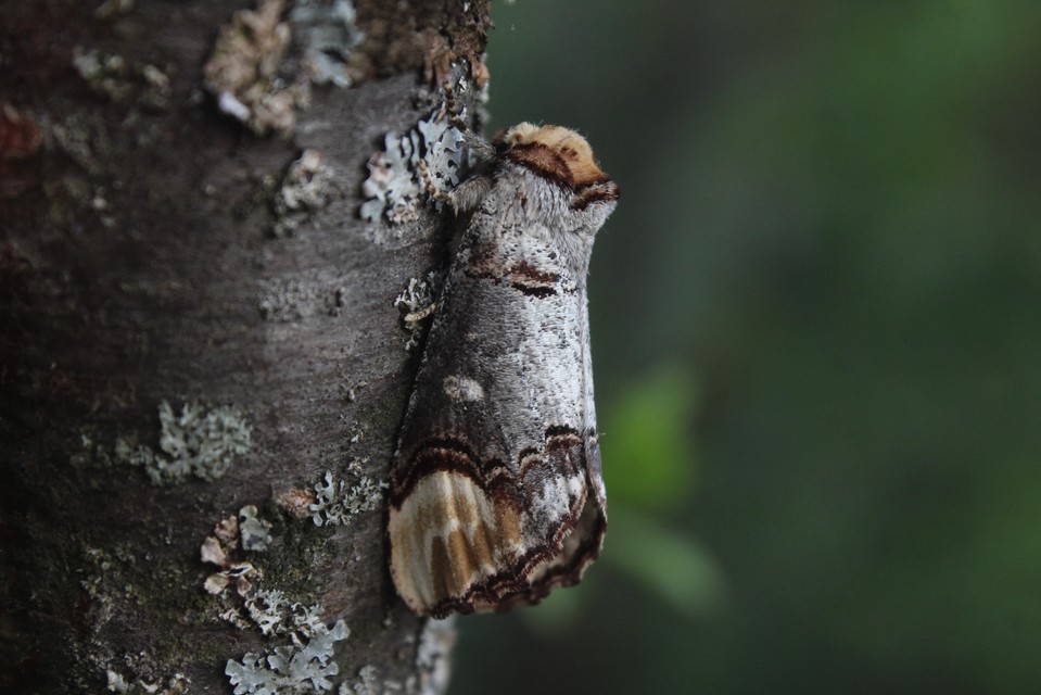 Phalera bucephala - sárgafoltos púposszövő