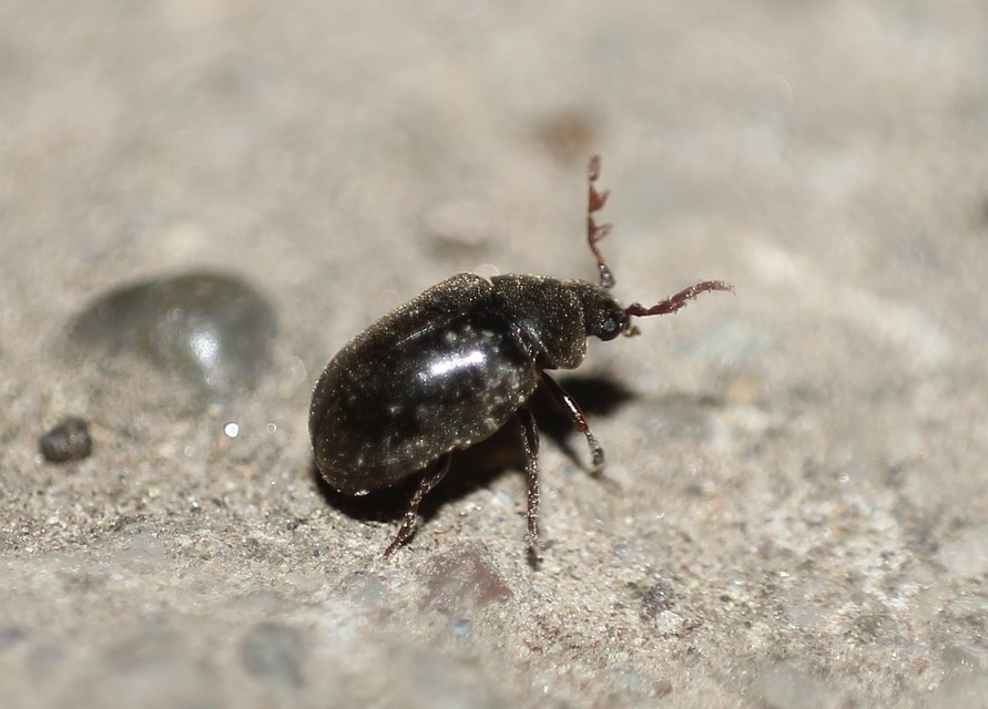 Dorcatoma