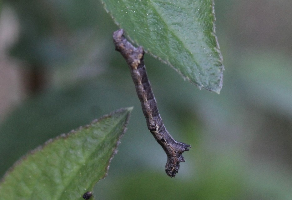 Agriopis bajaria - kökény-téliaraszoló