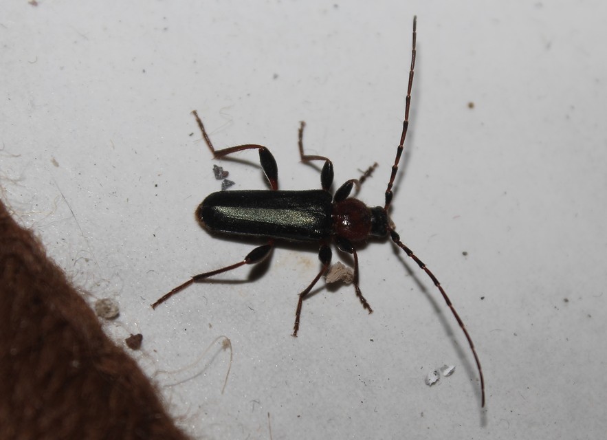Phymatodes testaceus - változékony korongcincér Phymatodes testaceus - változékony korongcincér