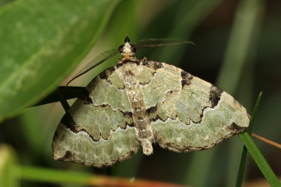 Colostygia pectinataria - zöld levélaraszoló