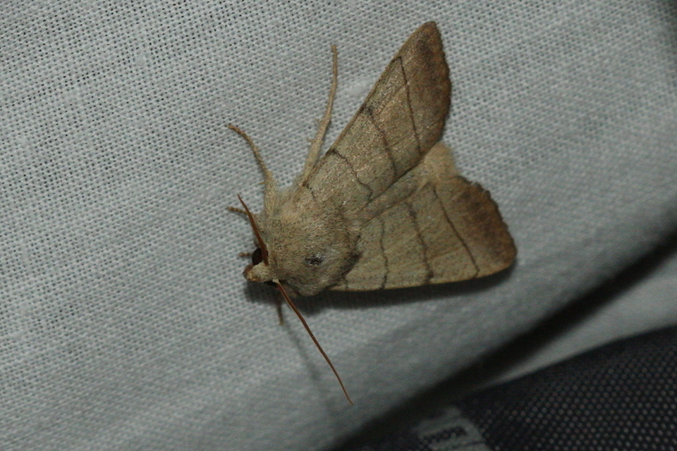 Charanyca trigrammica - háromsávos lombbagoly