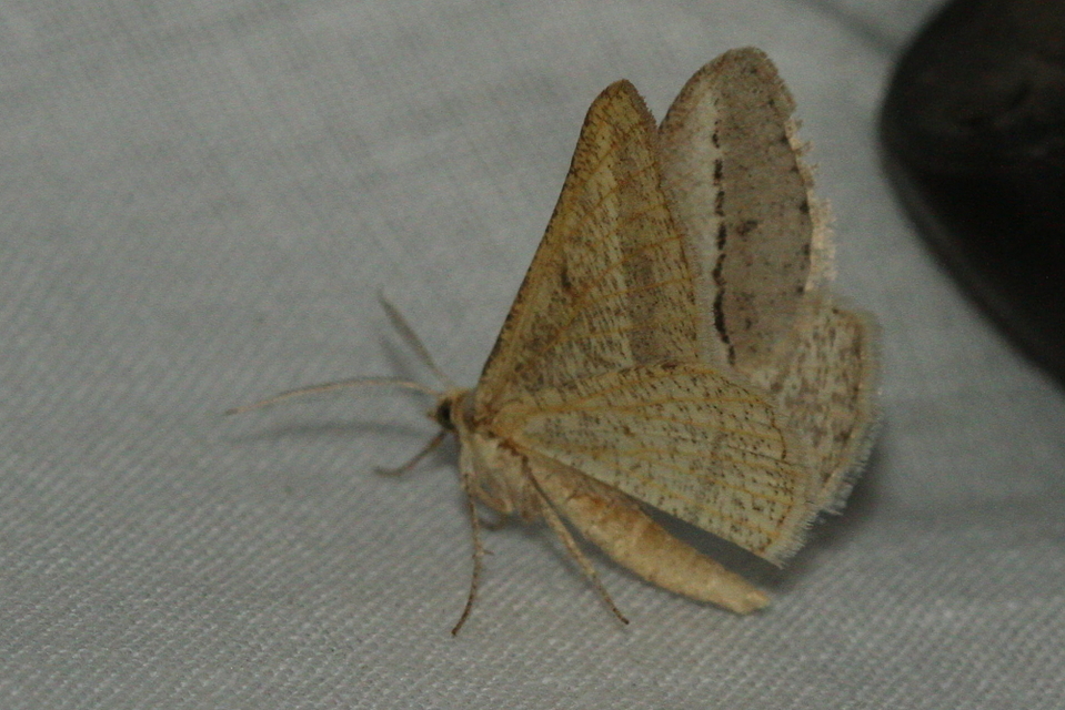 Tephrina arenacearia - lucerna-araszoló