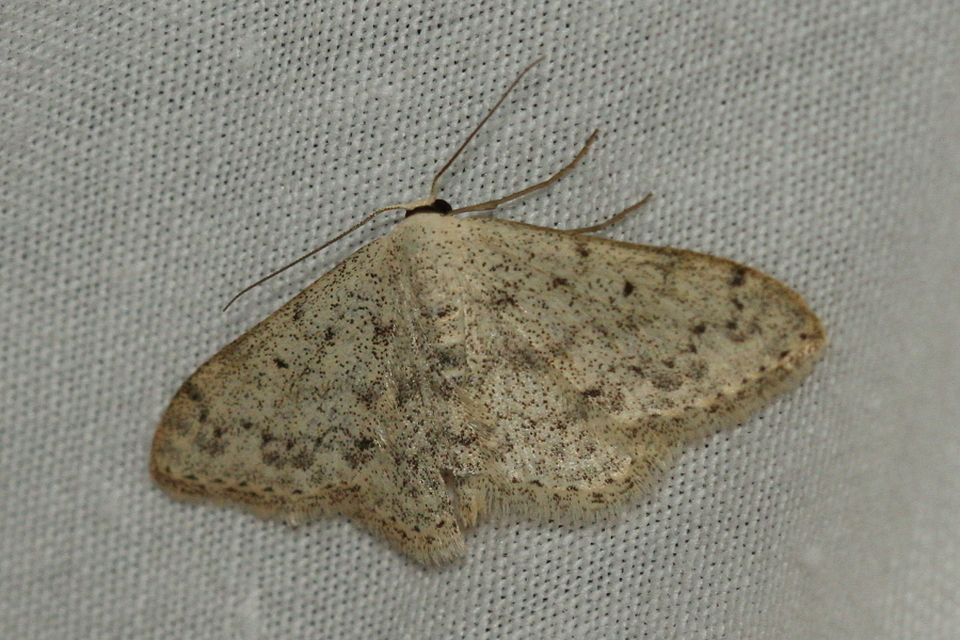 Scopula marginepunctata - pettyes sávosaraszoló