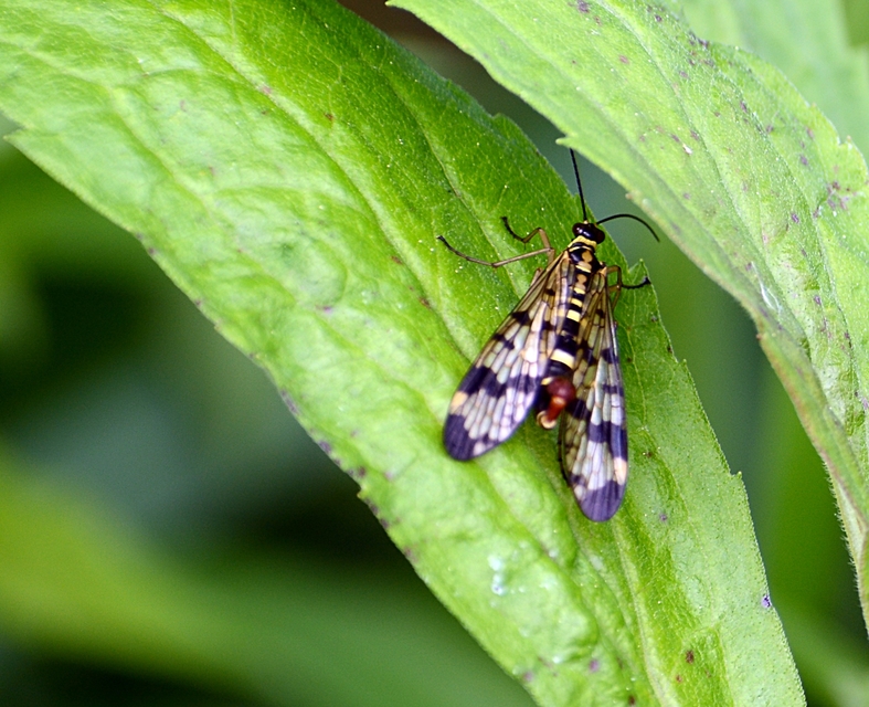 Panorpa vulgaris