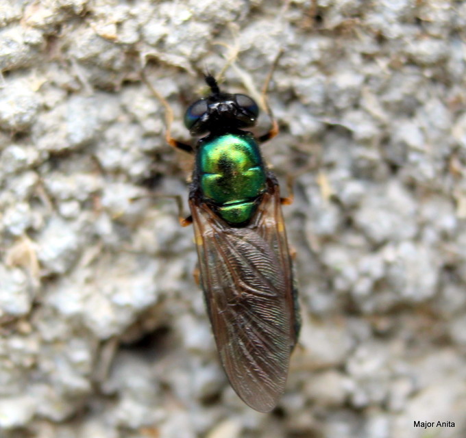 Stratiomyidae - katonalégyfélék