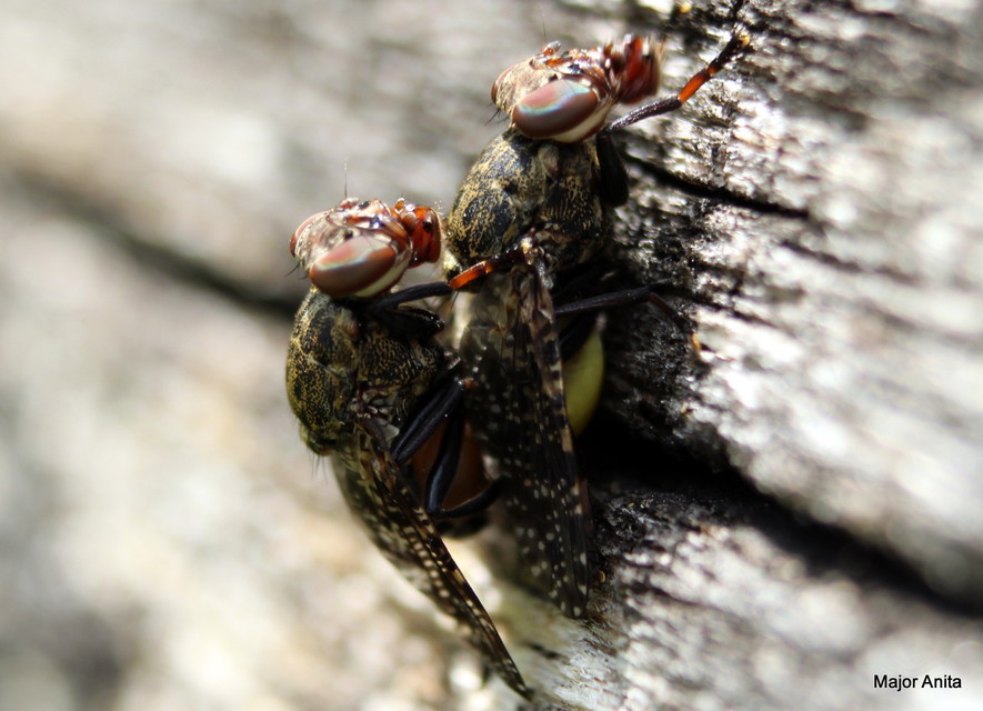 Platystoma lugubre