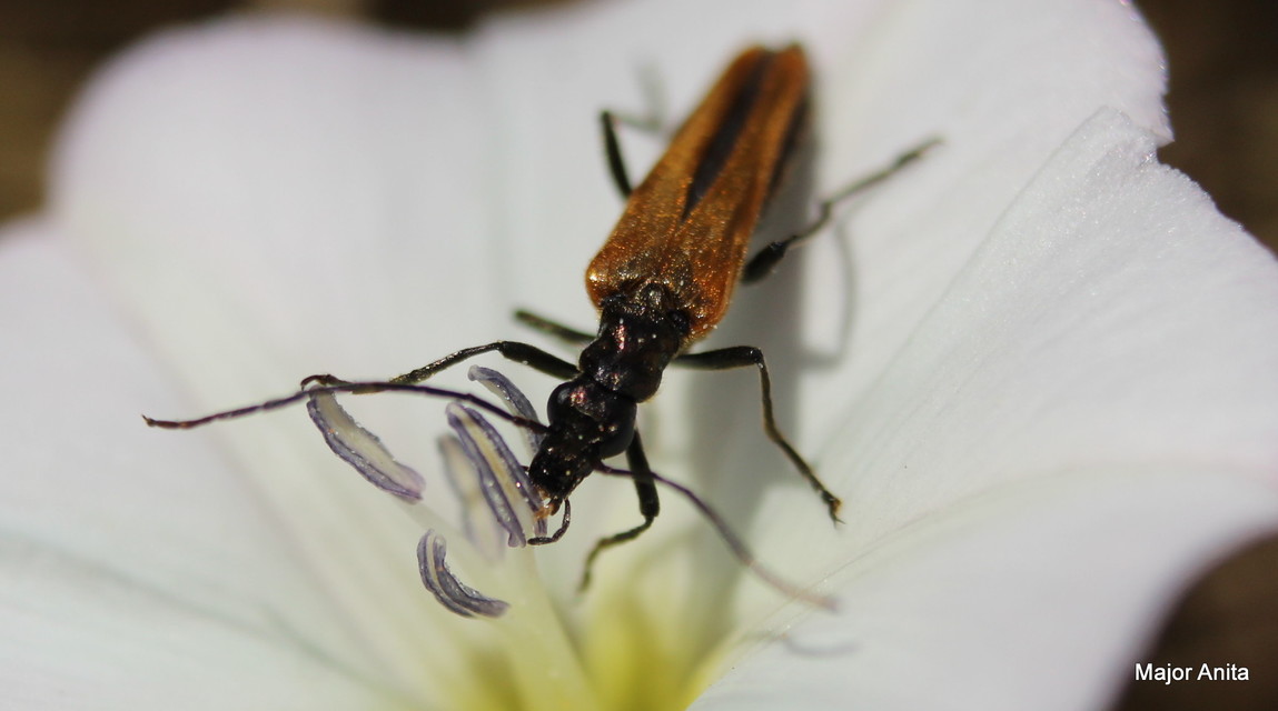 Oedemera femorata - sárgahátú álcincér
