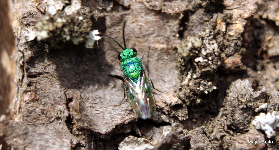 Chrysididae - fémdarazsak