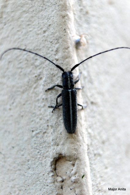 Agapanthia cardui - sávos bogáncscincér