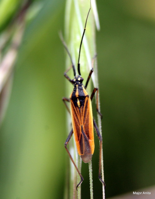 Leptopterna