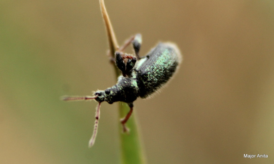 Phyllobius betulinus - változékony levélormányos