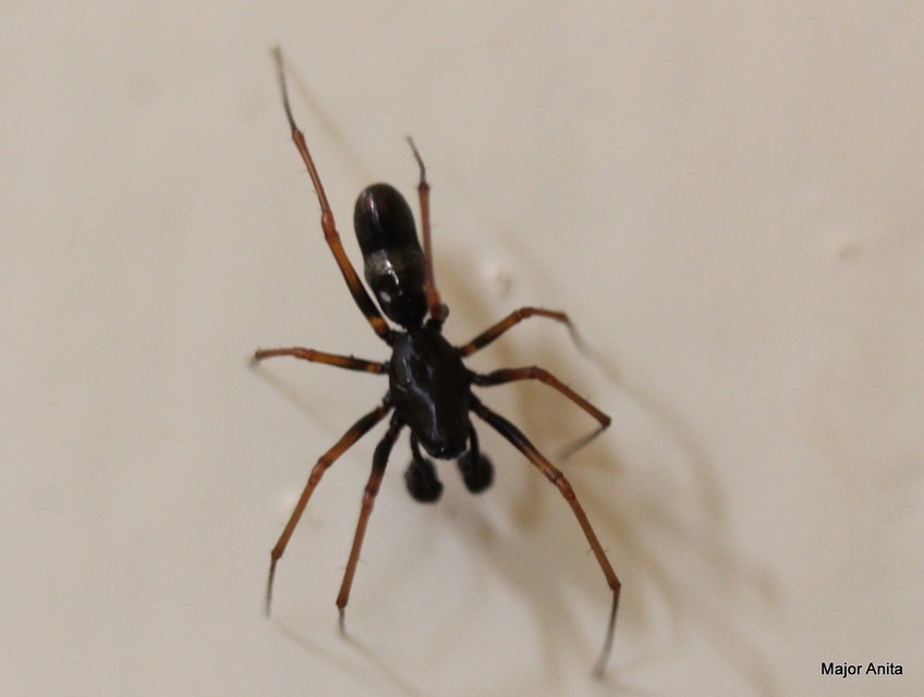 Neriene furtiva