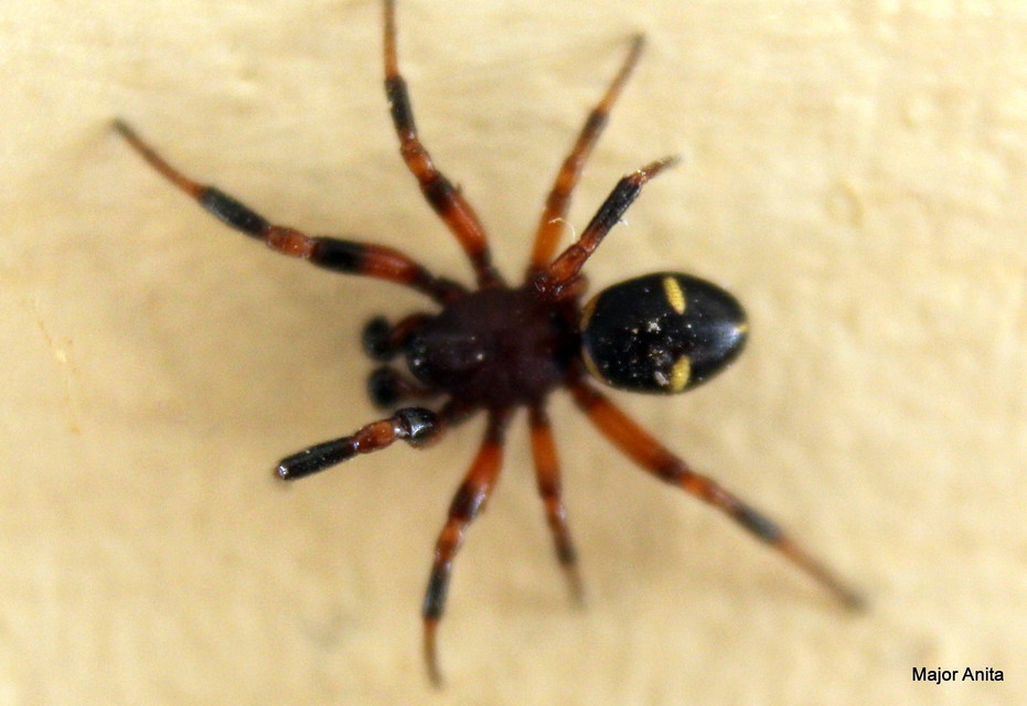 Asagena phalerata