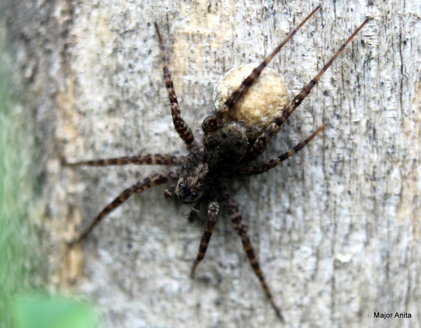 Pardosa amentata - parti farkaspók