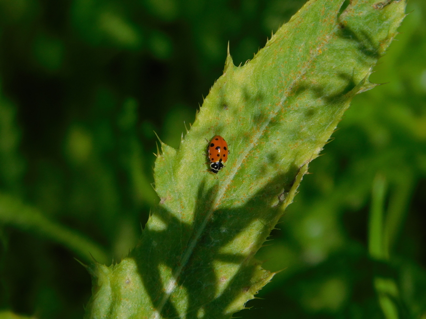 Hippodamia variegata - tizenhárompettyes katica