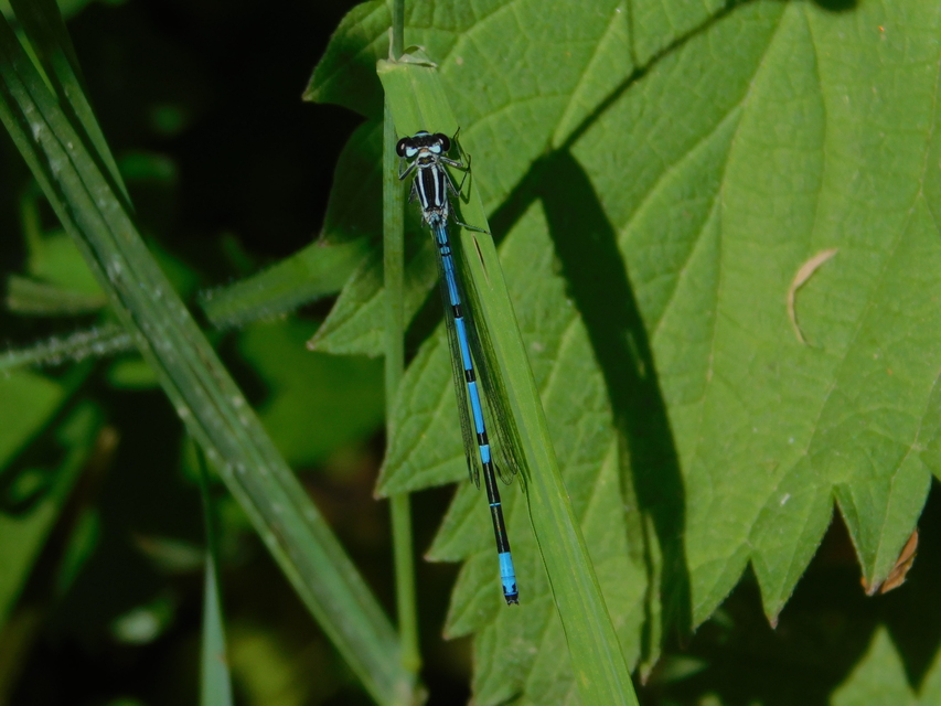 Coenagrion puella - azúrkék légivadász
