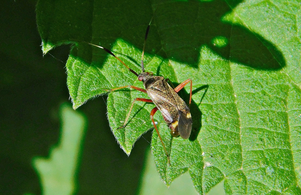Closterotomus biclavatus - aranyszőrű mezeipoloska