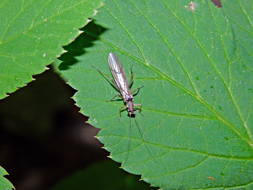 Plecoptera - Álkérészek