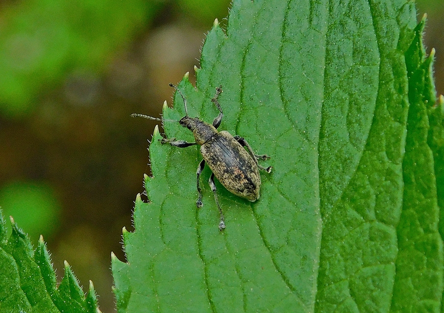 Phyllobius pomaceus - csalán-levélormányos