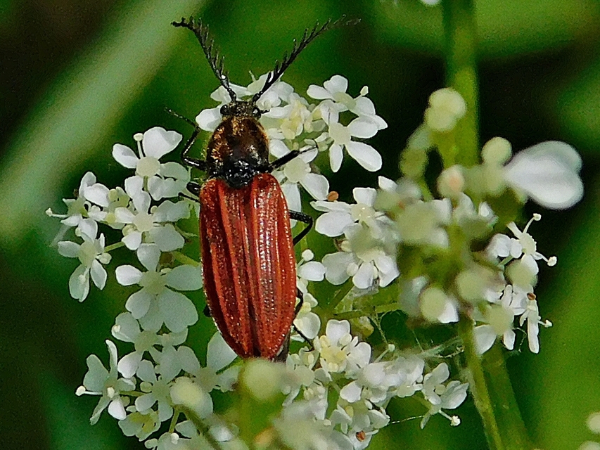 Anostirus purpureus - tűzvörös pattanó