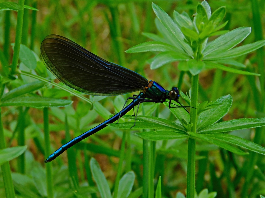 Calopteryx virgo - kisasszony-szitakötő