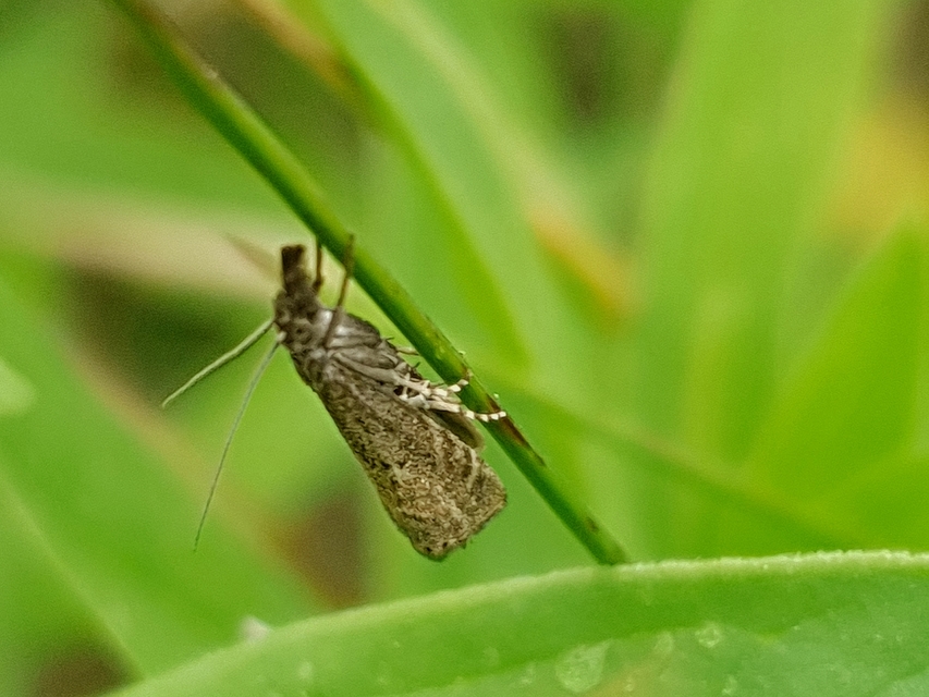 Platytes cerussella - törpe fűgyökérmoly