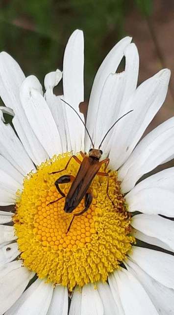 Oedemera podagrariae - székfű-álcincér