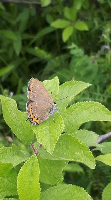 Satyrium pruni - szilvafa-csücsköslepke