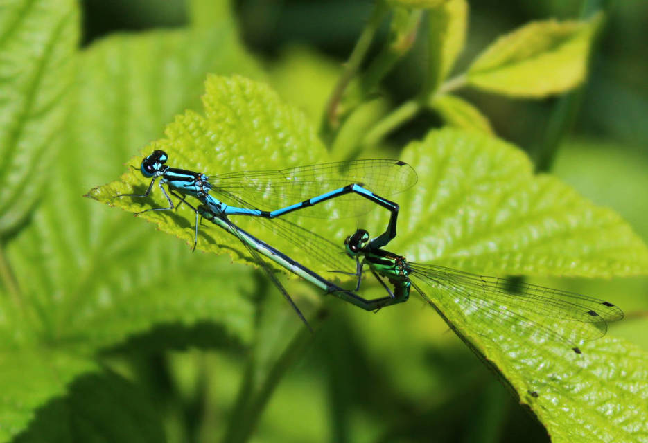 Coenagrion puella - azúrkék légivadász