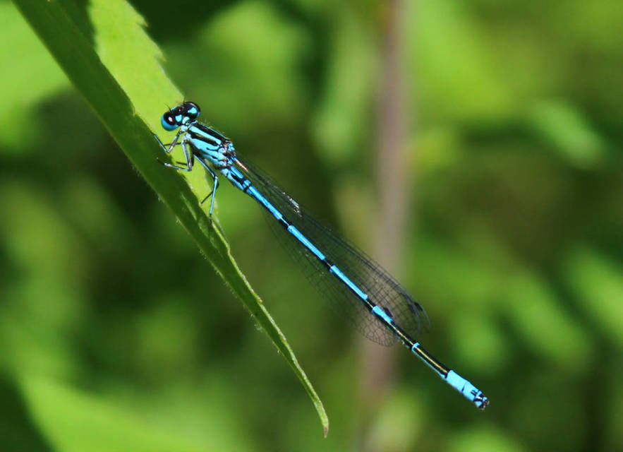 Coenagrion puella - azúrkék légivadász
