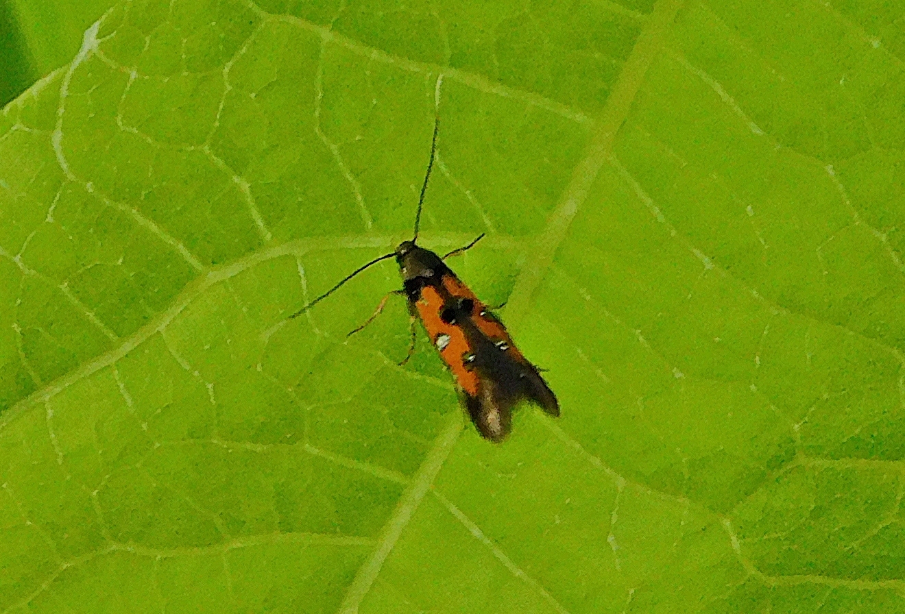 Chrysoclista linneella - pompás lándzsásmoly