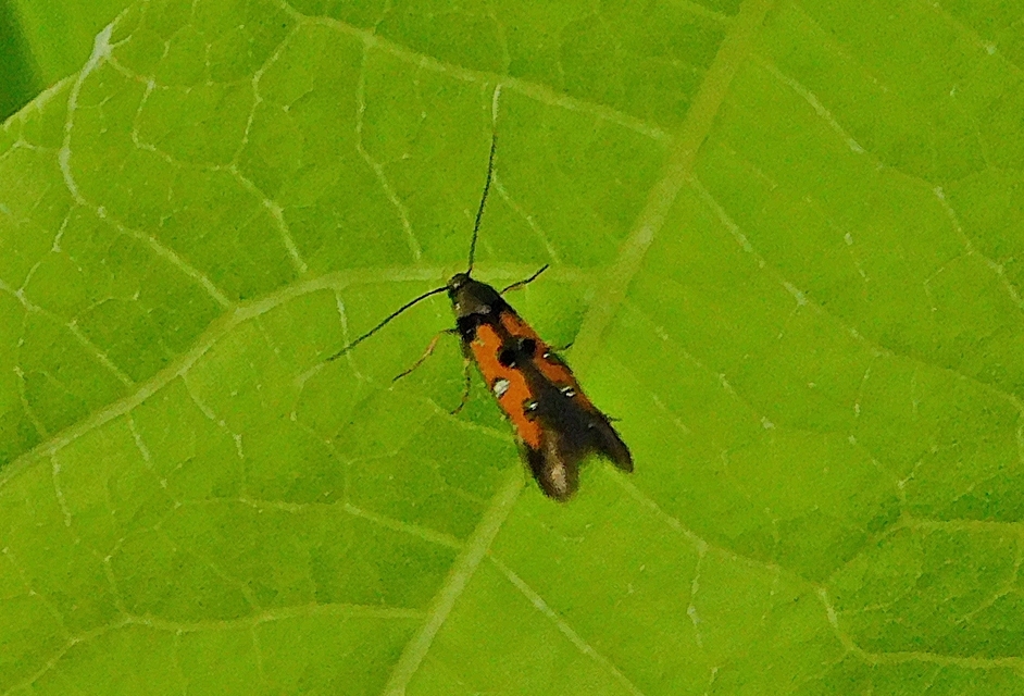 Chrysoclista linneella - pompás lándzsásmoly