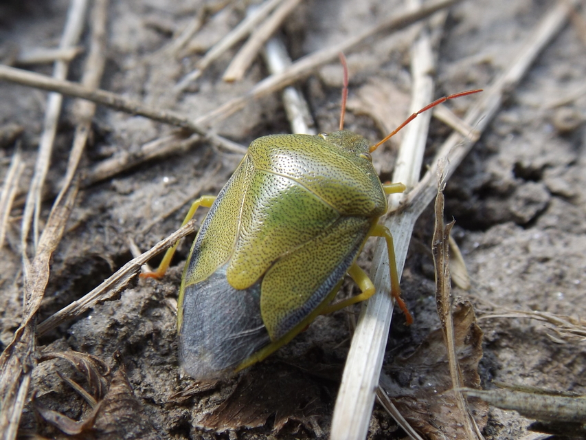 Piezodorus lituratus - bíboros címerespoloska Piezodorus lituratus - bíboros címerespoloska
