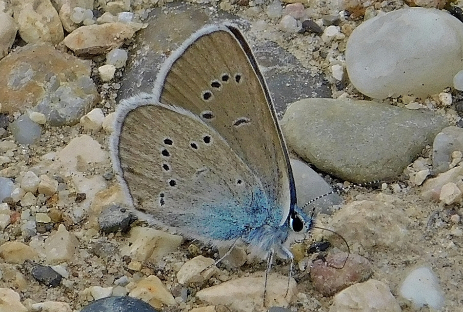 Cyaniris semiargus - aprószemes boglárka