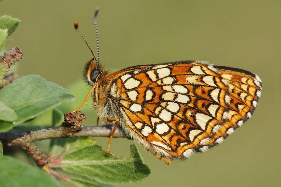 Melitaea diamina - kockás tarkalepke