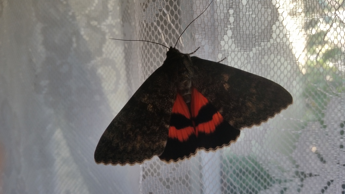 Catocala elocata - közönséges övesbagoly