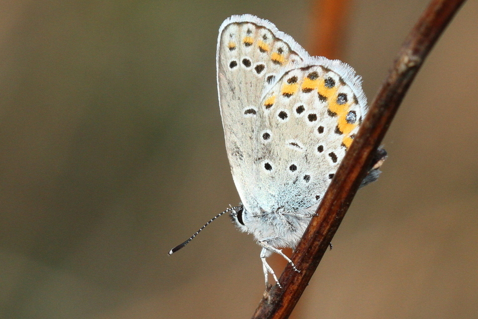 Plebejus idas - északi boglárka