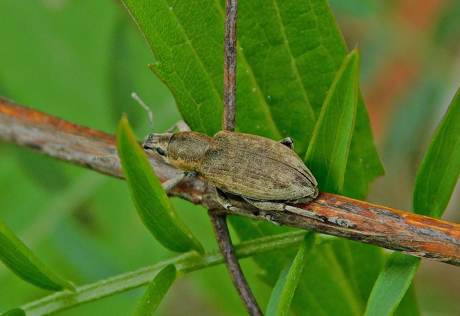 Tanymecus palliatus - közönséges hegyesfarúbarkó