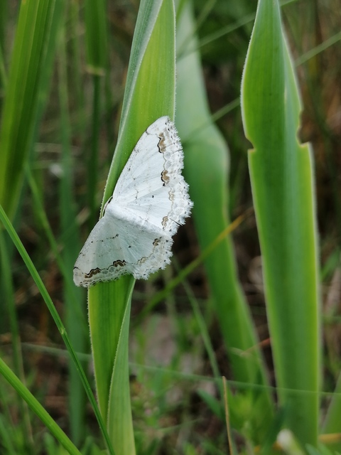 Scopula ornata - díszes fehéraraszoló