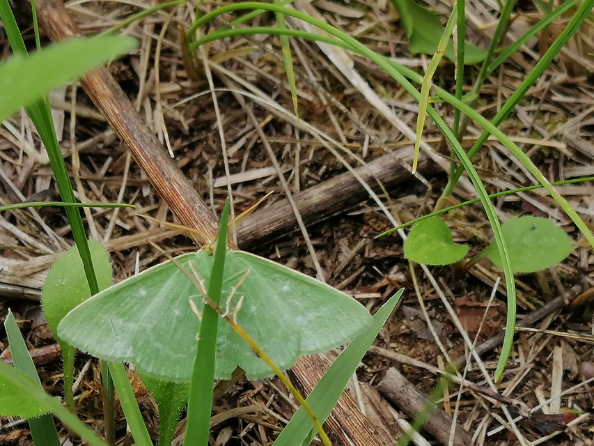 Thetidia smaragdaria - smaragd-zöldaraszoló