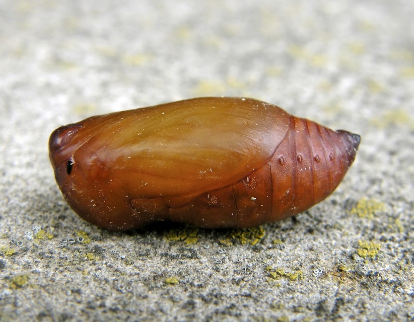 Brintesia circe - fehéröves szemeslepke