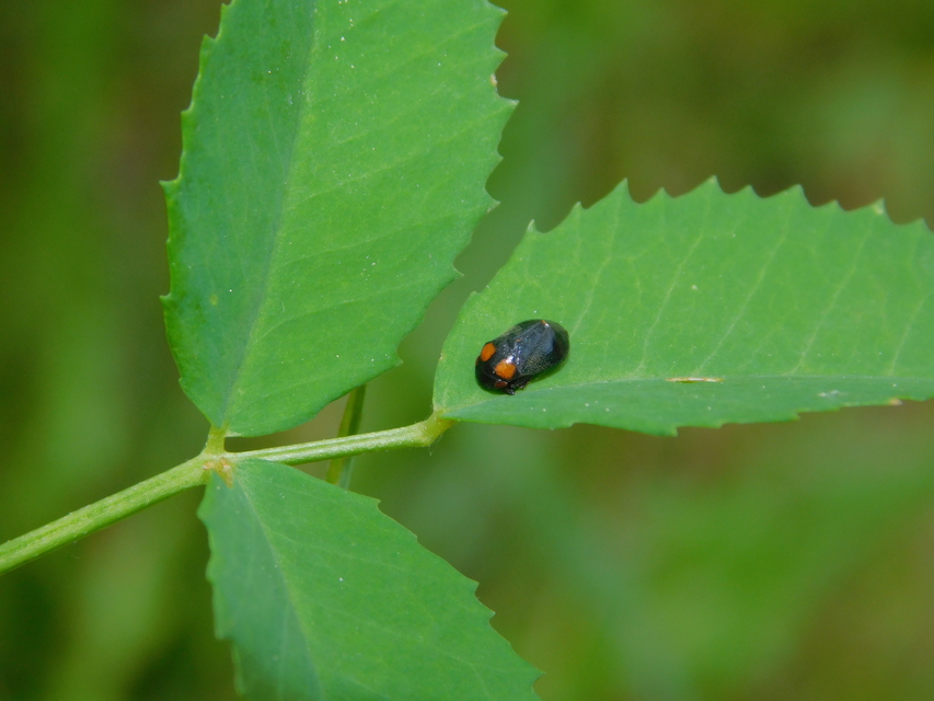 Penthimia nigra - fekete kabóca