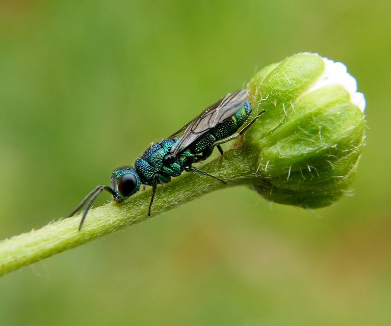 Chrysididae - fémdarazsak